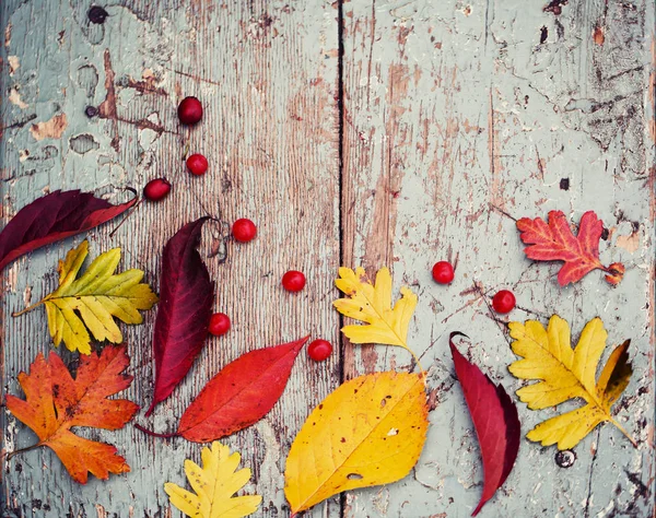 Blick Von Oben Auf Herbstblätter Mit Beeren Auf Holzgrund — Stockfoto