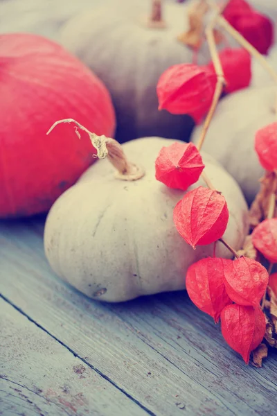 Zucche d'autunno su tavolo rustico in legno — Foto Stock