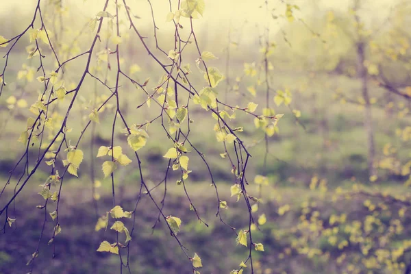 Closeup View Fresh Tree Branches Blurred Background — Stock Photo, Image