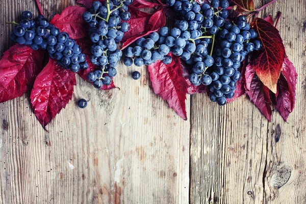 Sweet grapes — Stock Photo, Image