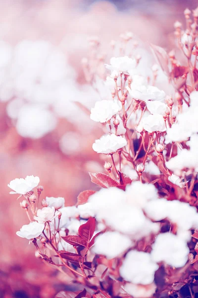 Krásné Růže Zahradě Retro Barvách — Stock fotografie