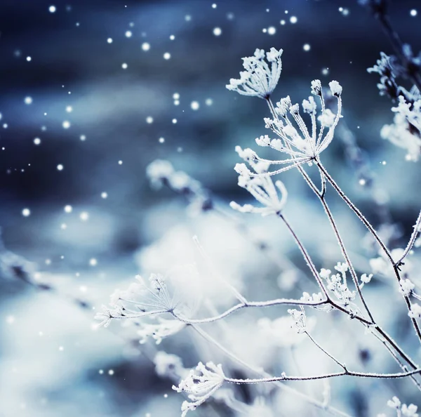 closeup view of frozen plants with snow