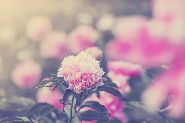 背景模糊的漂亮粉红花朵 — 图库照片