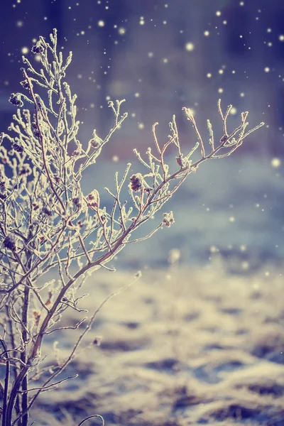 Vista Cerca Ramas Congeladas Con Nieve — Foto de Stock