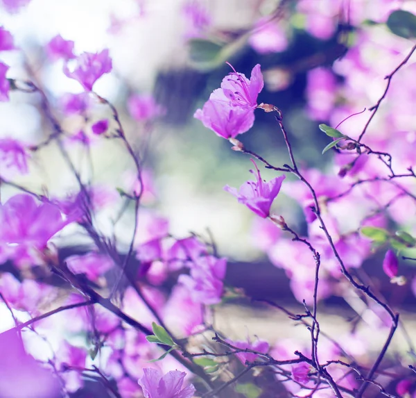 Beau Buisson Fleuri Dans Jardin Creusé Dans Des Couleurs Vintage — Photo