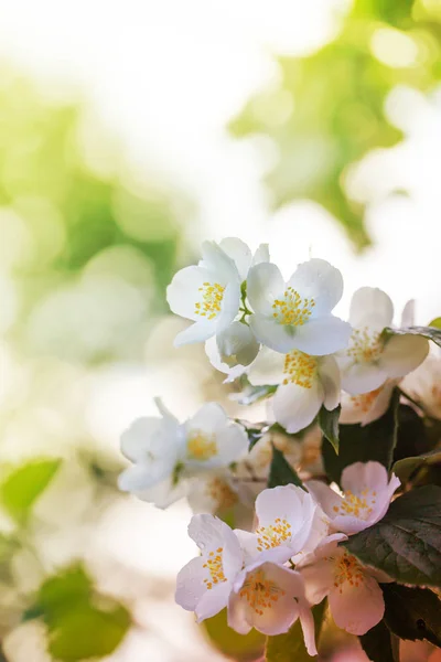 Zbliżenie Biały Owoców Drzewa Kwitnące Słońcu — Zdjęcie stockowe