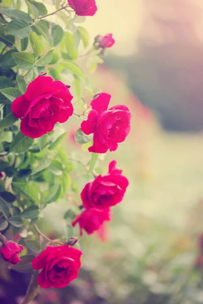 Hermosas Flores Rosadas Sobre Fondo Borroso — Foto de Stock