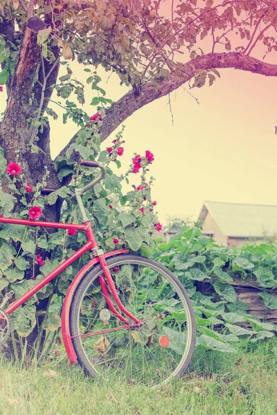 美丽的自然与自行车在草甸 — 图库照片