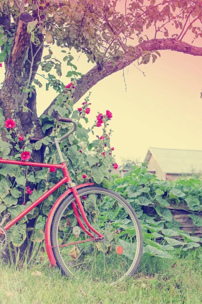 Bella Natura Con Bicicletta Sul Prato Erboso — Foto Stock