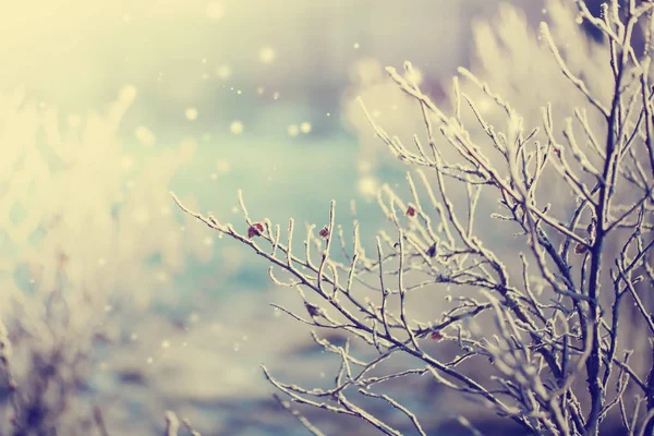 Vue Rapprochée Des Branches Gelées Avec Neige — Photo