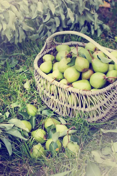 Pile Pears Basket Green Grass Garden — Stock Photo, Image