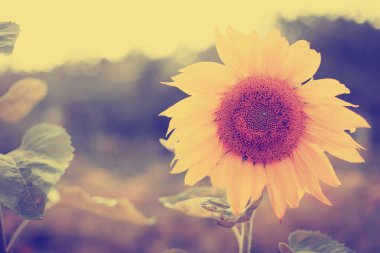 Yeşillik ve otlar ile inanılmaz çiçek açan çiçekler