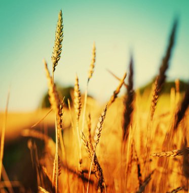 Alan altın hasat buğday kulak 