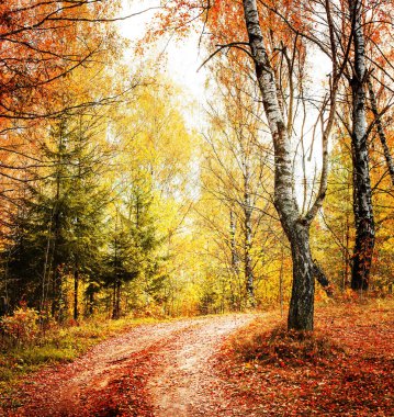 güzel sonbahar altın orman manzaralı görünüm