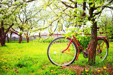 vintage kırmızı bisiklet park ağacında yanında park