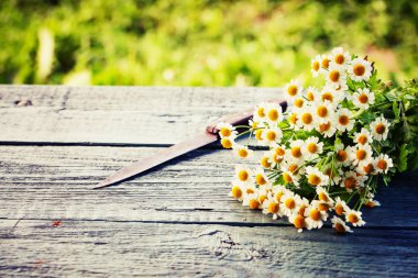 Yaz güzel papatya çiçekler