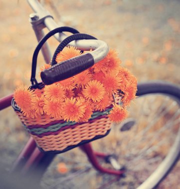 hasır sepet kırmızı bisiklet içinde sarı karahindiba