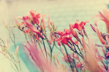 closeup görünümü güzel lily çiçek, seçici odak