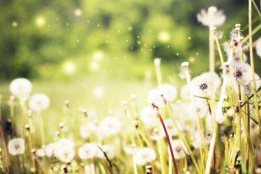 güzel karahindiba çiçek çayır doğal görünümü  