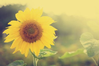 Yeşillik ve otlar ile inanılmaz çiçek açan çiçekler