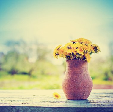taze dandelions Bahçe masada rustik vazoda kesme