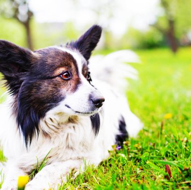 Sevimli siyah ve beyaz köpek çim döşeme