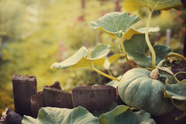 Bahçe, closeup büyüyen küçük yeşil kabak
