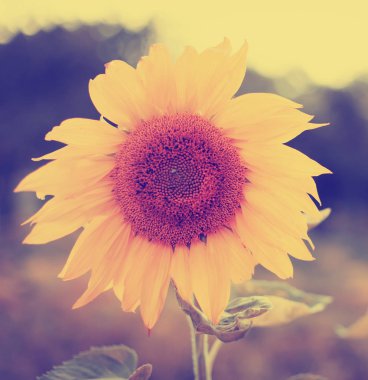 Yeşillik ve otlar ile inanılmaz çiçek açan çiçekler