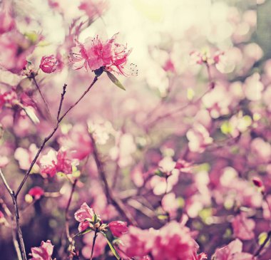 closeup vintage renkleri bahçesinde çiçek açan çiçek Bush