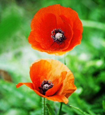 Çayır üzerinde arka plan bulanık üzerinde parlak kırmızı haşhaş