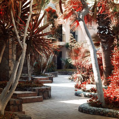 Otel palmiye ağaçları yolundan görünümünü