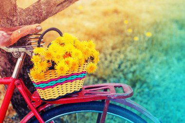 taze sarı karahindiba sepet bisiklet koltuğu kırsal kesimde tarih içinde