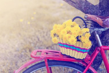 hasır sepet kırmızı bisiklet içinde sarı karahindiba