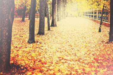 yapraklar sonbaharda Park