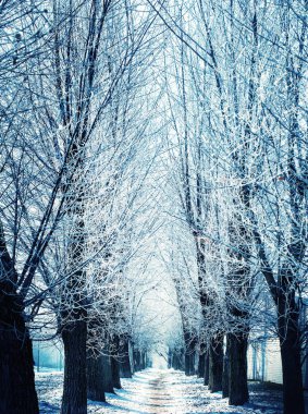 çıplak ağaçların kış orman manzaralı görünüm