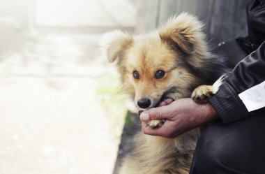 sevimli köpek pençe adama veren closeup görünümü