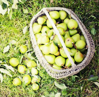armut bahçede yeşil çimenlerin üzerinde sepette yığını