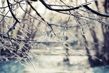 donmuş dalları ile kar closeup görünümü