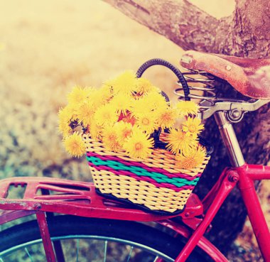 closeup vintage kırmızı bisiklet üzerinde asılı dandelions sepetle üzerinde