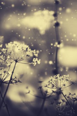 Donmuş Kar bitkilerle closeup görünümü