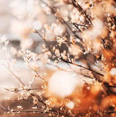 taze ağaç dalları arka plan bulanık karşı closeup görünümü