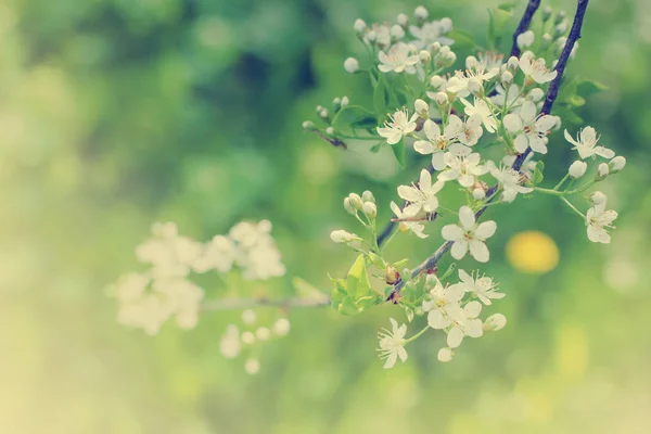 Nahaufnahme Von Frischen Ästen Mit Blumen Vor Verschwommenem Hintergrund — Stockfoto