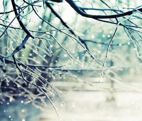 Vue Rapprochée Des Branches Gelées Avec Neige — Photo