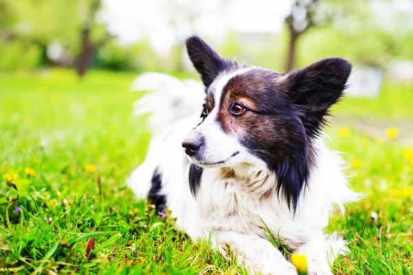 Portre Sevimli Kenar Kömür Ocağı Rahatlatıcı Köpek Park Görünümünü — Stok fotoğraf