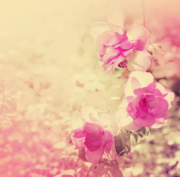 Ροζ Λουλούδια Αναπτύσσονται Στο Φως Του Ήλιου Στον Κήπο — Φωτογραφία Αρχείου