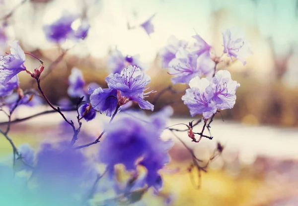 Aranyos Kis Virágot Homályos Háttérrel — Stock Fotó