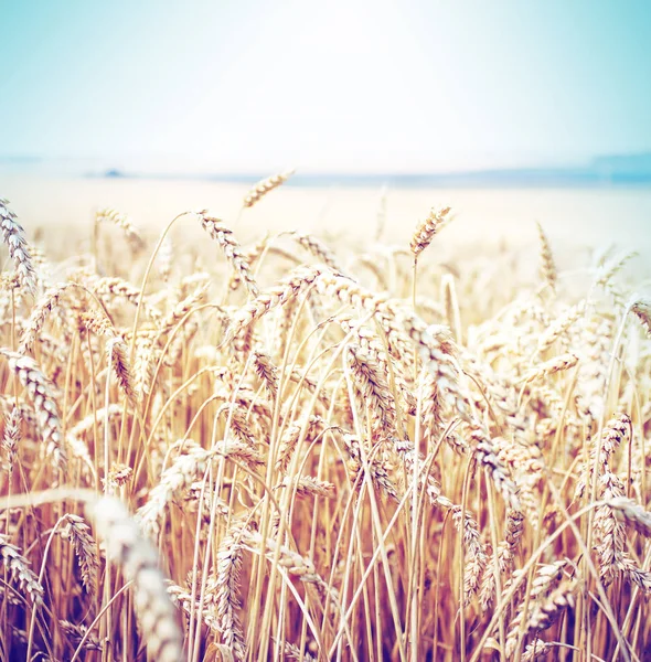 Alan Altın Hasat Buğday Kulak — Stok fotoğraf