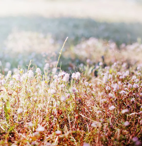 Primer Plano Hermosa Pradera Flores Silvestres — Foto de Stock