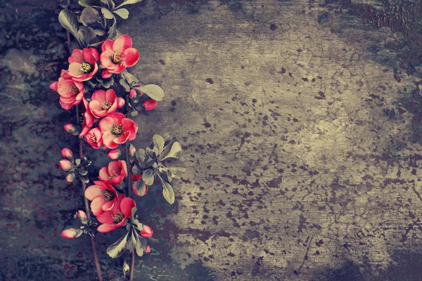 Színes Ága Virágok Fából Készült Háttér — Stock Fotó