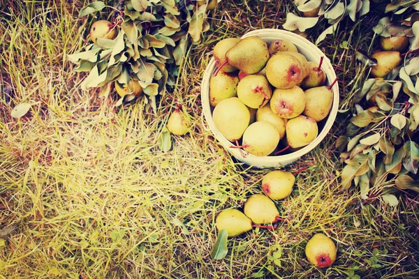 Pile Pears Bucket Green Grass Garden — Stock Photo, Image